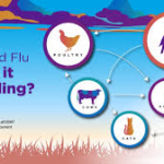 “Bird Flu and the California Epidemic: A Comprehensive Study of Causes, Impacts, and Prevention”Bird Flu 2024.