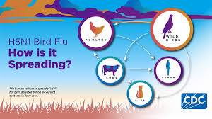 A Comprehensive Study of Bird Flu and Its California Epidemic Avian influenza, sometimes referred to as bird flu, is a highly infectious virus that mostly infects birds but can also occasionally infect people. In addition to being harmful to health, the illness has a significant effect on the environment, the economy, and society The recent H5N1 avian flu pandemic in California has caused significant alarm Consequently, the state has proclaimed a state of emergency. The severity of bird flu, its symptoms, its means of transmission, and the reasons behind its breakout will all be covered in length in this article. Future effects and prevention will also be covered. Bird Flu: An Introduction Bird flu is caused by various strains of the avian influenza virus Of these, H5N1 is considered to be the most deadly The virus primarily infects wild and domestic birds. In rare cases, it can also spread to humans, causing severe health implications. H5N1: A deadly virus The H5N1 virus was first detected in Hong Kong in 1997 and has since spread worldwide several times. The infection rate and mortality rate of this virus is quite high, especially when it spreads to humans. The virus can cause acute respiratory infections, organ failure, and even death. H5N1 outbreak in California Recently, a sudden increase in H5N1 bird flu cases has been observed in California. This outbreak has not only put pressure on healthcare services but has also impacted the state's economy and environment Governor Gavin Newsom has declared this outbreak a "state of emergency". Main causes of the outbreak Migration of wild birds: Wild birds are the primary carriers of the virus. During their migration, they can infect domestic birds and humans. Poultry farms: Poultry farming takes place on a large scale in California. The dense population of birds in these farms becomes the main reason for the rapid spread of the virus. Human contact: The infection can spread to humans through feces, feathers, or respiratory tracts of infected birds. Emergency measures The California government has taken several steps to deal with this crisis. These include monitoring of infected birds, quarantine of infected areas, and awareness campaigns. Bird Flu Symptoms The symptoms of bird flu differ in birds and humans. Symptoms in birds Extreme fatigue Loss of appetite Decline in egg production Difficulty breathing Seizures and sudden death Symptoms in humans Fever and chills Cough and sore throat Muscle and joint pain Difficulty breathing Diarrhea and abdominal pain Pneumonia and organ failure in severe cases How is bird flu spread? The H5N1 virus is highly contagious and can spread in various ways. By contact with infected birds: Bird feces, saliva, and feathers are the main sources of spreading the virus. Consumption of infected meat and eggs: Consumption of raw or undercooked meat and eggs can spread the infection to humans. Airborne infection: The virus can also spread through the air in infected areas California's state of emergency and government response The California government has taken the following measures to deal with this outbreak: Infection prevention: Surveillance and testing of birds in infected areas has been increased. Disposal of infected birds: Affected birds are being isolated and destroyed to prevent the spread of the virus. Food safety: Safe supply of meat and eggs is being ensured. Awareness campaign: The public is being made aware of the symptoms and preventive measures of bird flu. Research on vaccine: Scientists are working on developing an effective vaccine for H5N1. Wide impact of bird flu 1. Impact on health Bird flu is not limited to birds only. Its possibility of spreading to humans can make it a global health crisis This infection can cause severe respiratory problems and high mortality 2. Economic impact Impact on agriculture and poultry industry: Closure of poultry farms is causing losses of millions of dollars Reduction in food supply: Food prices are rising due to shortage of meat and eggs 3. Effect on environment Large scale culling of birds to prevent infection can cause environmental imbalance. Measures to prevent bird flu Consume safe food: Consume only well-cooked meat and eggs. Keep distance from birds: Avoid contact with wild and domestic birds Take care of hygiene: Clean your hands and clothes after visiting infected areas. Wear mask and gloves: Use safety equipment while handling birds or their products. Vaccine: If available, get the bird flu vaccine. Future prospects and challenges Challenges Emergence of new strains of the virus. Lack of coordinated efforts for prevention at the global level. Lack of access to vaccines and treatments in some areas due to economic inequality. Possibilities Development of vaccines and antiviral drugs. Better infection management through awareness campaigns. Improvement in environmental and health policies. Conclusion Bird flu, especially H5N1, is a serious threat that can affect health, society and the economy. The outbreak in California is a reminder that we must be vigilant and prepared Awareness, research and government efforts are needed to prevent and effectively treat the infection. Individual and collective efforts are necessary to combat bird flu. Only hygiene and vigilance can protect us from this disease